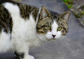 Adopción gatos callejeros