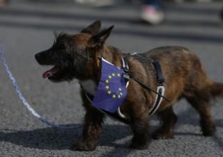 Brexit canino