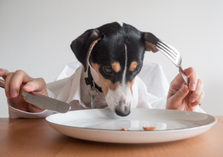Dieta en perros