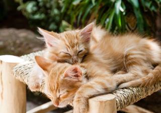 gatitos durmiendo juntos 
