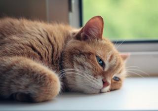  Golpe de calor en gatos: causas, síntomas y soluciones