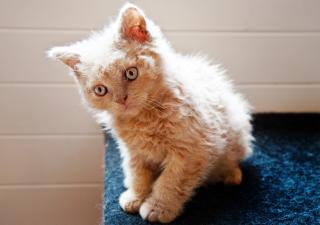 Gato alérgico