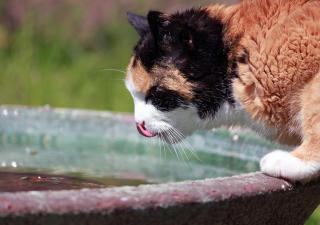 ¿Cómo saber si tu gato está deshidratado?