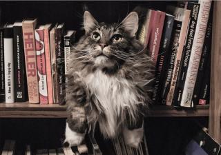 Libros de gatos