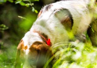 Ojo con la procesionaria: un peligro silencioso para los perros