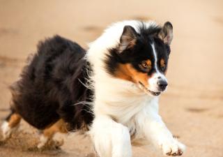 ¿Cómo saber si tu perro tiene sobrepeso?