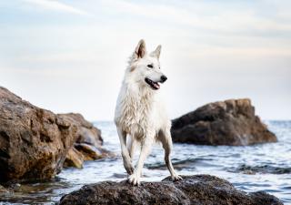 En verano o en invierno, a los perros les encanta ir a la playa, pero es fundamental que lo hagan de forma segura.