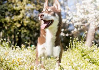 Los perros y el sol