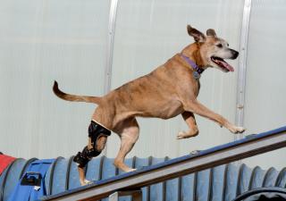 osteoartritis en perros