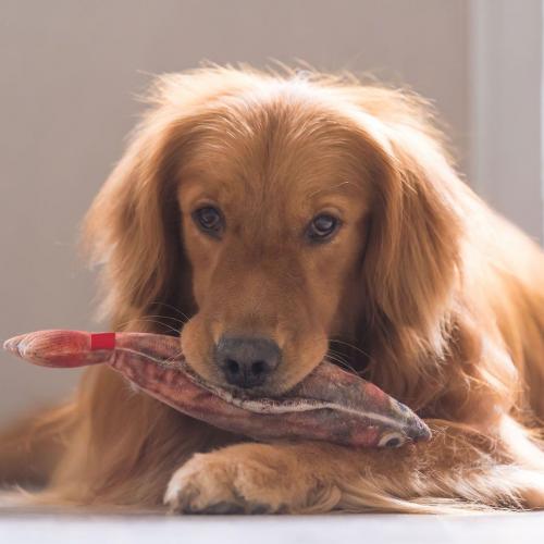 perro comiendo algo