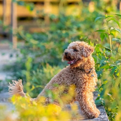 La llegada del otoño y los cambios de estación también afectan a tu perro.