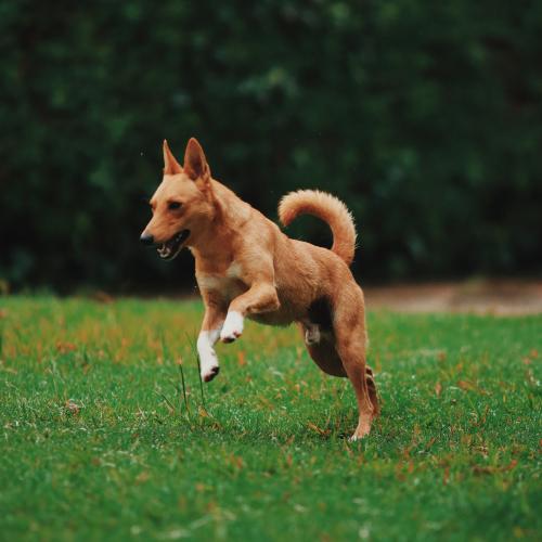 Ejercicio con perros