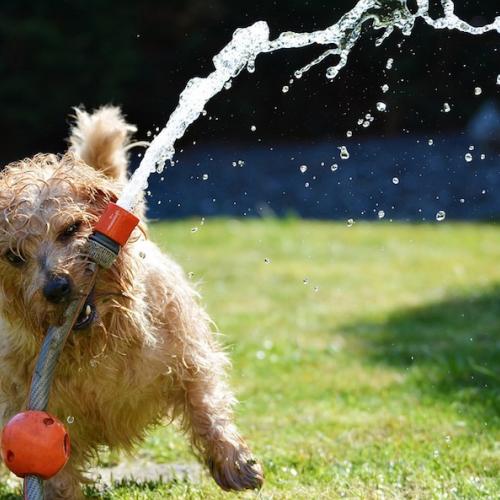 Cuidados de un perro en verano manguera