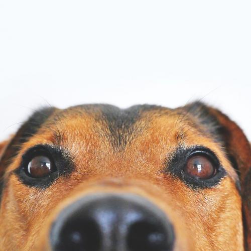 nariz perro nariz perro