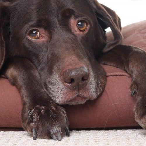 las enfermedades articulares en perros perro con enfermedad articular