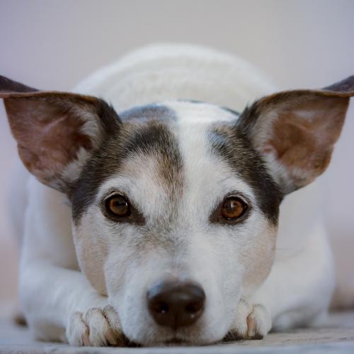 Esterilización en perros