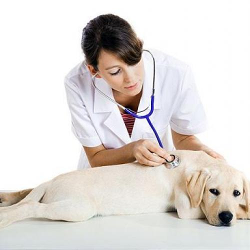 ¿Con qué frecuencia hay que llevar al veterinario a tus mascotas?