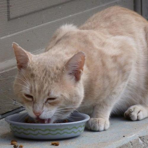 comida gatos