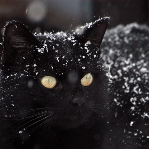 gato-nieve