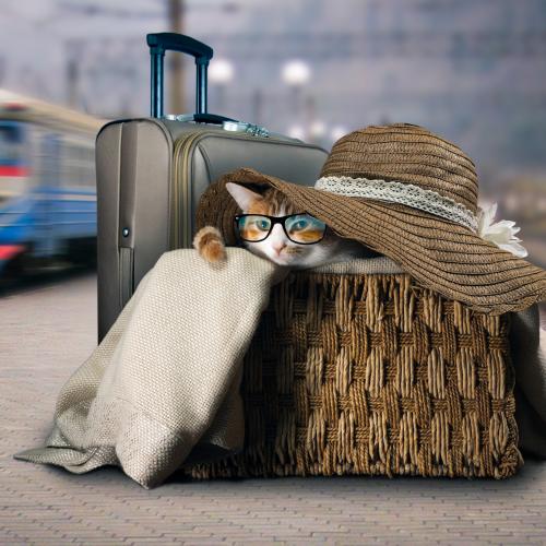 gato-viaje