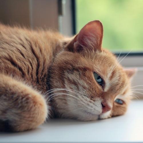  Golpe de calor en gatos: causas, síntomas y soluciones