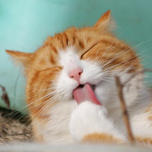 La malta ayuda a eliminar bolas de pelo Un gato acicalándose