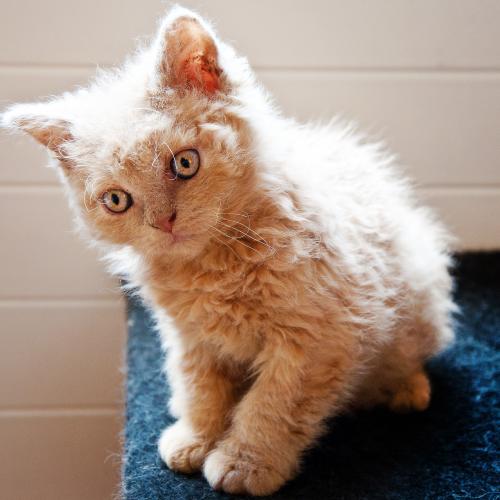 Gato alérgico