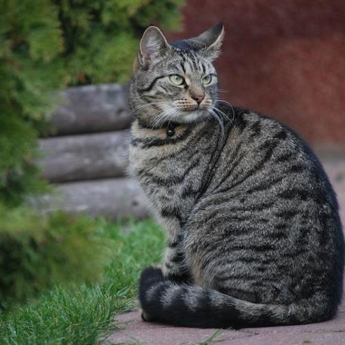 gato esterilizado