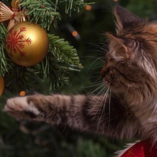 gato jugando con las bolas de Navidad