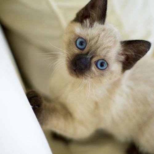 Gato siamés pequeño