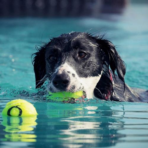 hidroterapia en perros