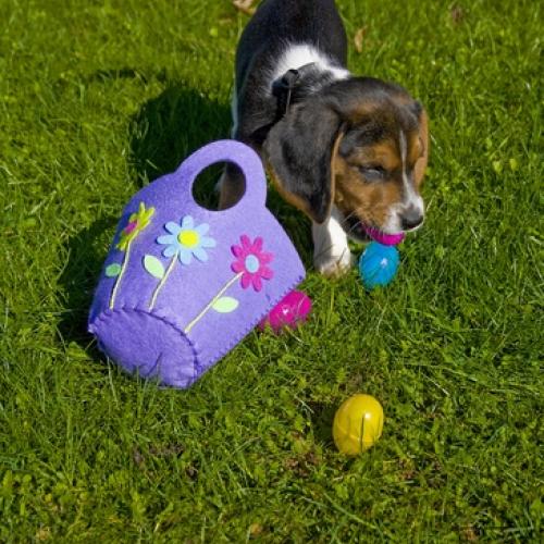 ¿Por qué es importante no dar chocolate a los perros?