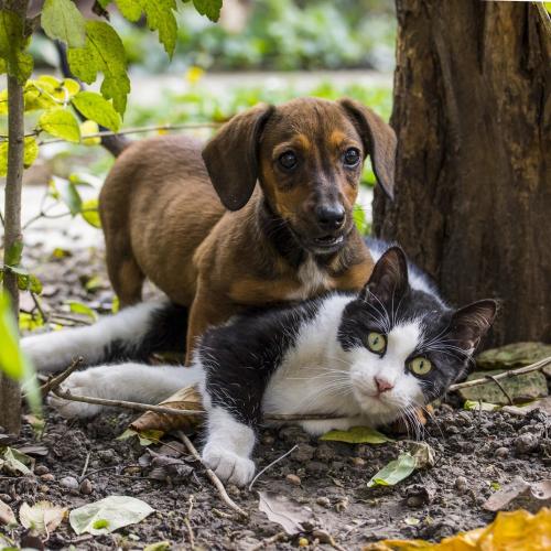 vacunas perros y gatos
