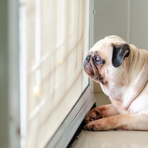 perro en la ventana