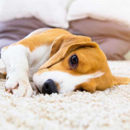 El confinamiento en perros Perro tumbado en casa