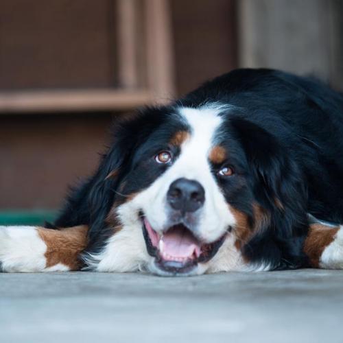 La jornada ideal para que tu mascota sea feliz