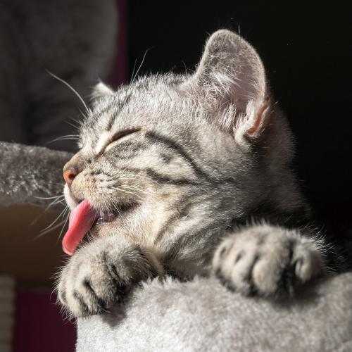 gato sacando la lengua
