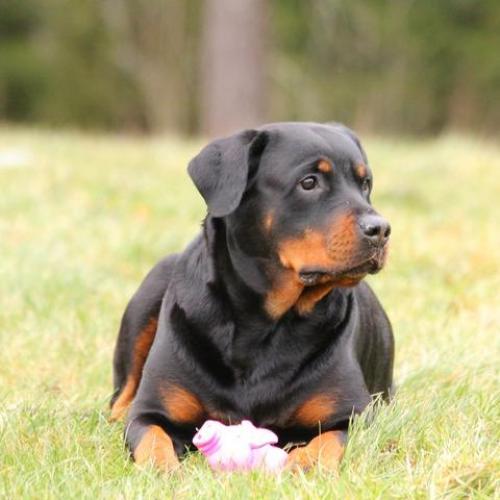 perro con osteoartritis