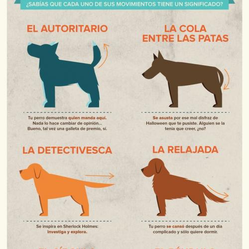 ¿Qué quiere decir tu perro cuando mueve la cola?