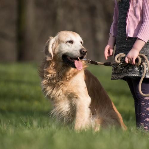 pasear a un perro con artrosis