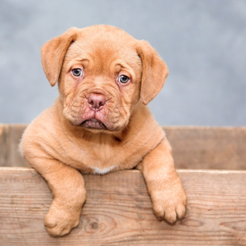 nuevos-cachorros-en-casa