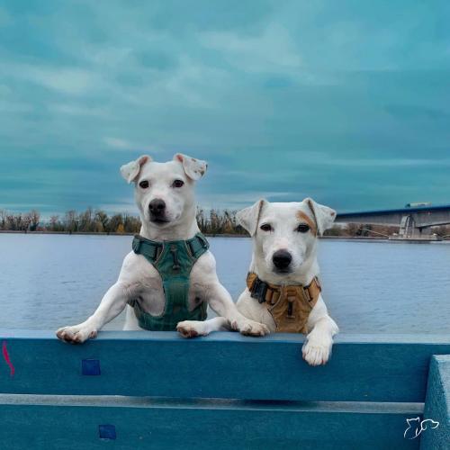 articulaciones de perro