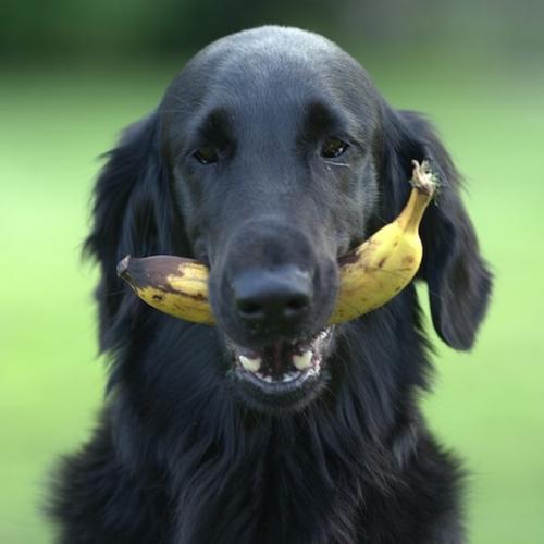 Perro fruta