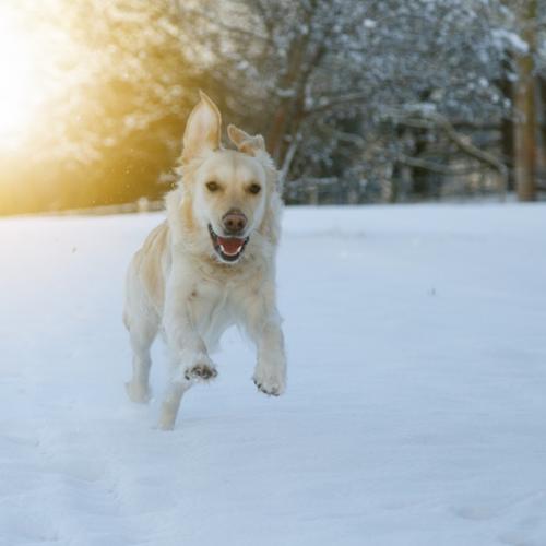 Perro nieve