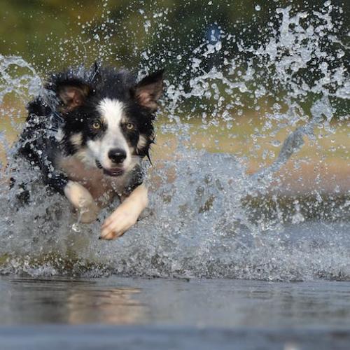 perro saltando