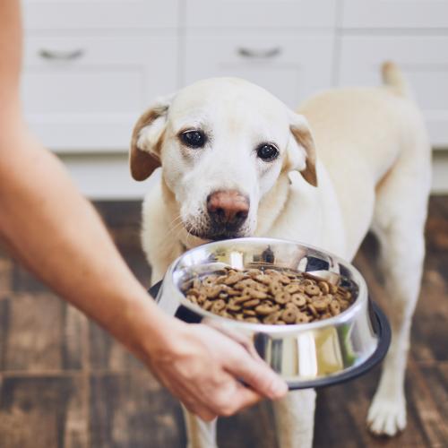 dar comida de calidad a tu perro perro comiendo