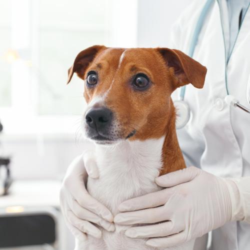 Perro asustado en el veterinario Perro asustado en el veterinario