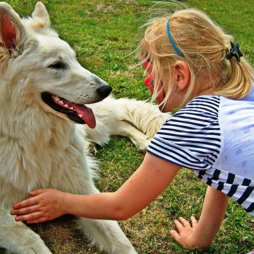  El perro, animal de compañía preferido de los españoles