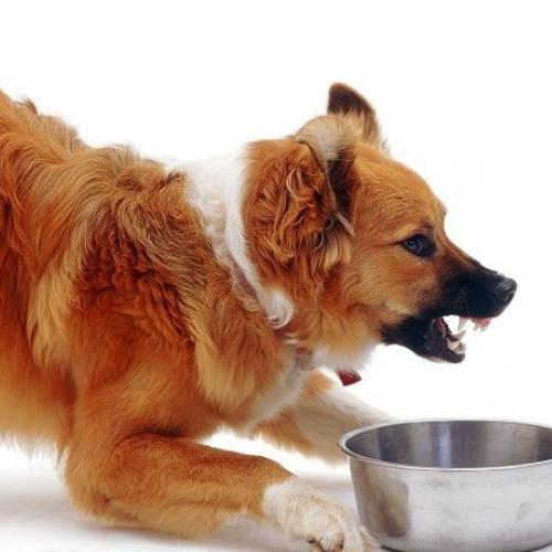Perro gruñiendo a su dueño Perro gruñiendo a su dueño