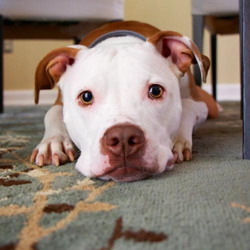 Perro nervioso por ir al veterinario (Pixabay)